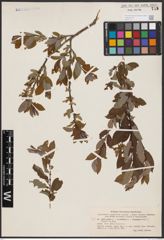 Foto von Salix aurita L. x Salix myrtilloides L. x Salix starkeana Willd.